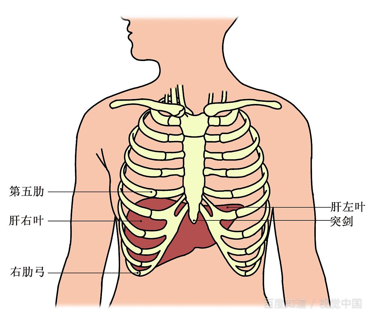 膈肌与肝位置图图片
