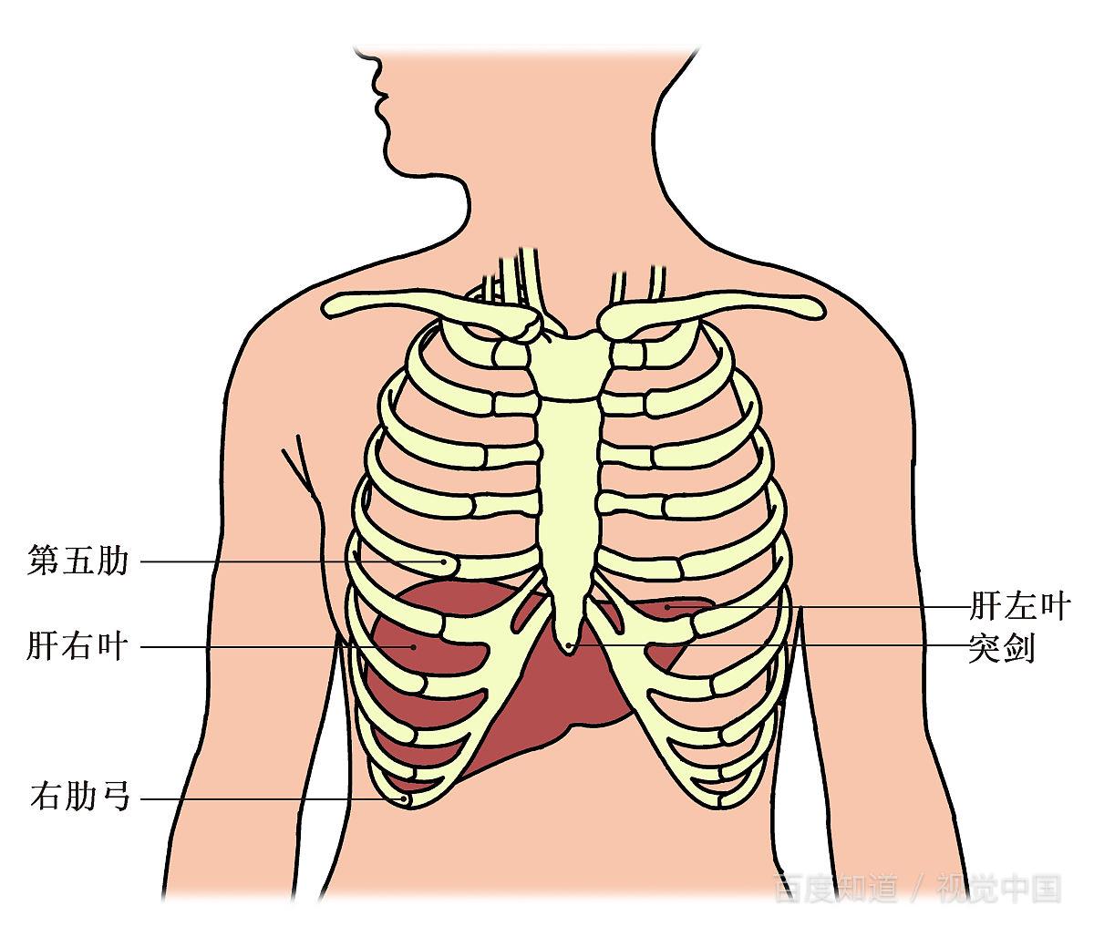 人体肝脏与肋骨位置图图片